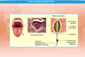 Интерактивные курсы. Биология 10 класс. Расширенный. - fgospostavki.ru - Апрелевка