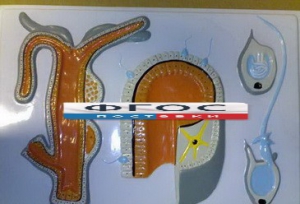 Модель барельефная "Внутреннее строение гидры" - fgospostavki.ru - Апрелевка