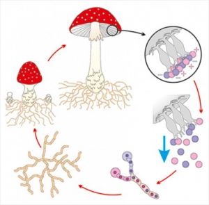 Модель-аппликация Размножение шляпочного гриба - fgospostavki.ru - Апрелевка