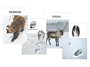 Комплект дидактических карточек "Следы на снегу" - fgospostavki.ru - Апрелевка