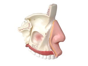 Модель носа в разрезе - fgospostavki.ru - Апрелевка
