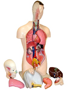 Торс человека разборный (42 см.) - fgospostavki.ru - Апрелевка