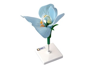 Модель цветка гороха - fgospostavki.ru - Апрелевка