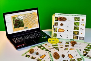 Коллекция натурально-интерактивная "Шишки, плоды, семена деревьев и кустарников" - fgospostavki.ru - Апрелевка