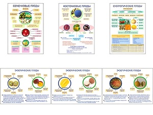 Плакаты ПРОФТЕХ "Плоды" (6 пл, винил, 70х100) - fgospostavki.ru - Апрелевка