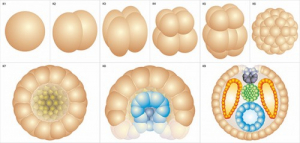 Модель-аппликация Размножение и развитие хордовых - fgospostavki.ru - Апрелевка