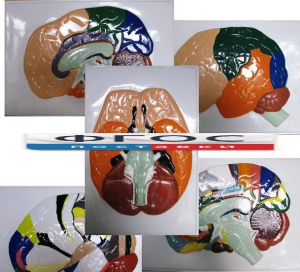 Модель барельефная "Доли, извилины, цитоархитектонические поля головного мозга" (5 планшетов) - fgospostavki.ru - Апрелевка