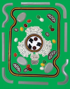 Модель-аппликация "Строение клетки" (набор из 54 пластмассовых фигур) - fgospostavki.ru - Апрелевка