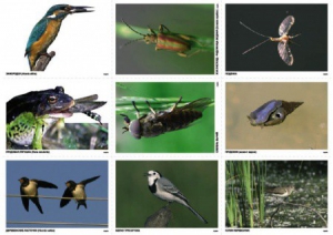 Комплект таблиц Природные зоны России. Сообщества (комплект 18 таблиц) - fgospostavki.ru - Апрелевка