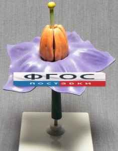 Модель "Цветок картофеля" - fgospostavki.ru - Апрелевка