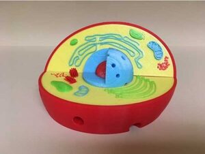 Модель растительной клетки - fgospostavki.ru - Апрелевка