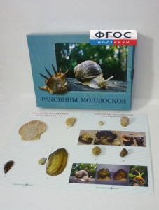 Коллекция "Раковины моллюсков" - fgospostavki.ru - Апрелевка