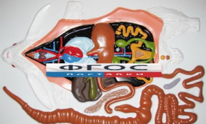 Модель барельефная "Внутреннее строение кролика" - fgospostavki.ru - Апрелевка