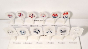 Модель "Митоз и мейоз клетки" - fgospostavki.ru - Апрелевка