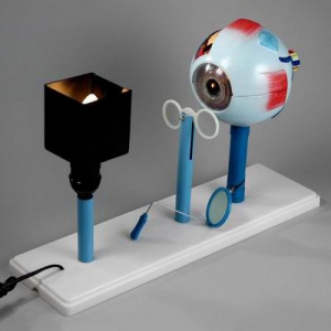 Модель "Зрение" (электрическая) - fgospostavki.ru - Апрелевка