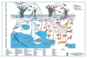 Комплект таблиц "Эволюция движений позвоночных животных" - fgospostavki.ru - Апрелевка