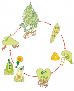 Модель-аппликация Размножение папоротника - fgospostavki.ru - Апрелевка