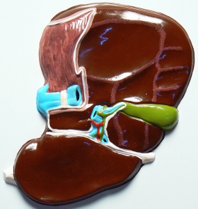 Модель барельефная "Печень" (висцеральная поверхность) - fgospostavki.ru - Апрелевка