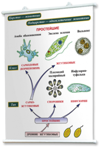 Плакаты по биологии для оформления кабинета. - fgospostavki.ru - Апрелевка