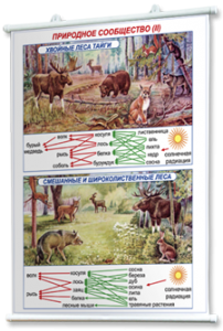 Плакаты по географии России для оформления кабинета. - fgospostavki.ru - Апрелевка