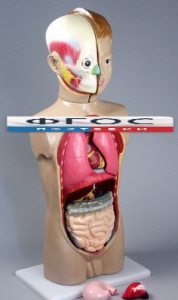 Модель Торс человека 65 сантиметров - fgospostavki.ru - Апрелевка