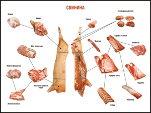 Таблица "Правила разделки мясных туш. Свинина" (100х140 сантиметров. винил) - fgospostavki.ru - Апрелевка