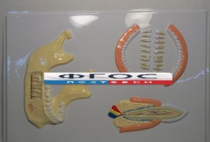 Модель барельефная "Челюсть человека" - fgospostavki.ru - Апрелевка