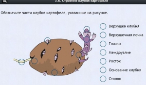 Интерактивные курсы. Биология 6 класс. Расширенный - fgospostavki.ru - Апрелевка