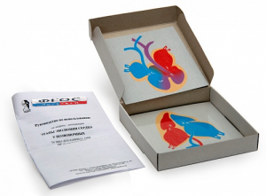 Модель-аппликация "Этапы эволюции сердца у позвоночных" (набор из 4 карт) - fgospostavki.ru - Апрелевка