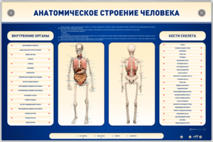 Электрифицированный стенд-тренажер c макетом скелета "Анатомическое строение человека" - fgospostavki.ru - Апрелевка