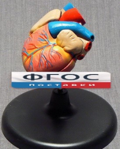 Модель "Сердце" (лабораторная) - fgospostavki.ru - Апрелевка