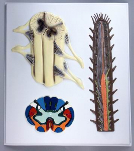 Модель барельефная "Строение спинного мозга" - fgospostavki.ru - Апрелевка