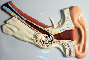 Модель барельефная "Ухо человека" (часть 1) - fgospostavki.ru - Апрелевка