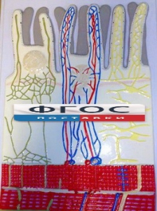 Модель барельефная "Ворсинка кишечная с сосудистым руслом" - fgospostavki.ru - Апрелевка