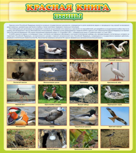 Стенд "Красная книга - птицы" - fgospostavki.ru - Апрелевка