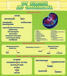 Стенд "От клетки до организма" - fgospostavki.ru - Апрелевка