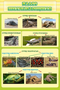 Стенд "Класс пресмыкающиеся" - fgospostavki.ru - Апрелевка