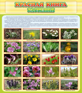 Стенд "Красная книга - растения" - fgospostavki.ru - Апрелевка