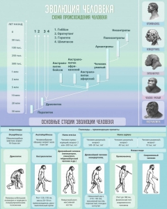 Стенд "Эволюция человека" Вариант 1 - fgospostavki.ru - Апрелевка