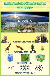 Стенд "Уровни организации живого" - fgospostavki.ru - Апрелевка