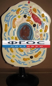 Модель "Клетка животного" - fgospostavki.ru - Апрелевка