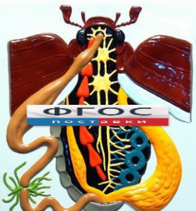 Модель барельефная "Внутреннее строение жука" - fgospostavki.ru - Апрелевка