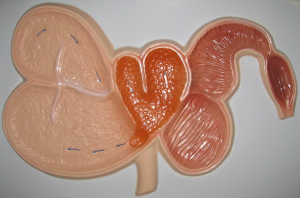 Модель барельефная "Желудок жвачного животного" - fgospostavki.ru - Апрелевка