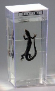 Влажный препарат "Ящерица" - fgospostavki.ru - Апрелевка