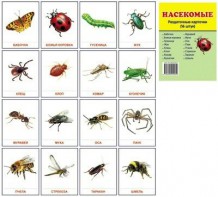 Раздаточные карточки "Насекомые" - fgospostavki.ru - Апрелевка