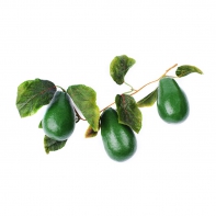 Ветка муляжей "Авокадо" - fgospostavki.ru - Апрелевка