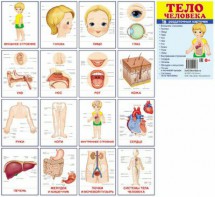 Раздаточные карточки "Тело человека" - fgospostavki.ru - Апрелевка