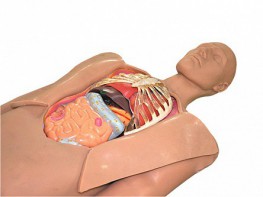 Муляж оперируемого пациента с экскурсией в грудную клетку и маской наркоза - fgospostavki.ru - Апрелевка