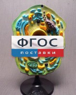 Модель "Клетка растения" - fgospostavki.ru - Апрелевка