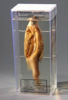 Влажный препарат "Внутреннее строение рыбы" - fgospostavki.ru - Апрелевка